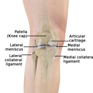 Knee Normal Anatomy